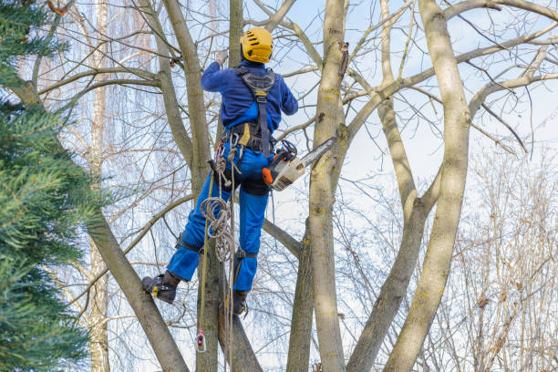 Pest Control for Lawns in Berino, NM